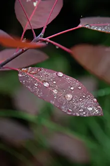 Grace: Smoke bush