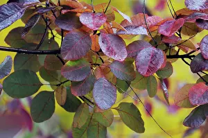 Moisture: Smoke bush