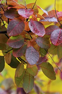 Moisture: Smoke bush