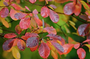 Moisture: Smoke bush