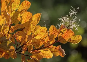 Smoke: Smoke bush - in autumn with colourful leaves and