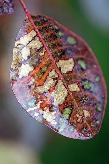 Coggygria: Smoke bush, Cotinus coggygria, Close view of an