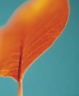 Coggygria: Smoke bush, Cotinus coggygria, Orange subject, Blue