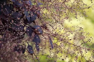Coggygria: Smoke bush, Cotinus coggygria Royal Purple, masses of tiny