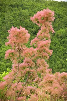 Coggygria: Smoke bush in flower
