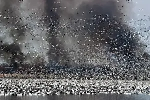 Squaw: Smoke and Snow Geese