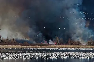Squaw: Smoke and Snow Geese