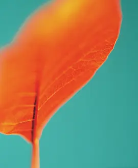 Smokebush: Smokebush