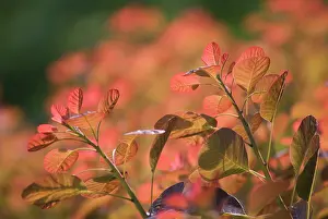 Smokebush: Smokebush