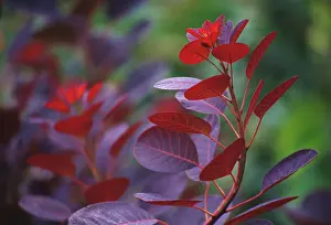 Smokebush: Smokebush