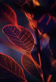 Smokebush: Smokebush