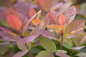 Smokebush: Smokebush