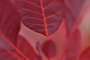 Smokebush: Smokebush
