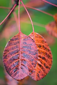 Smokebush: Smokebush