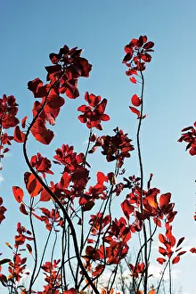Smokebush: Smokebush