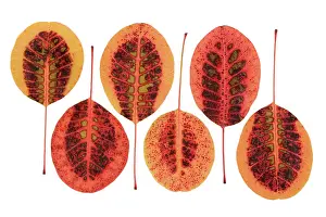 Smokebush: Smokebush