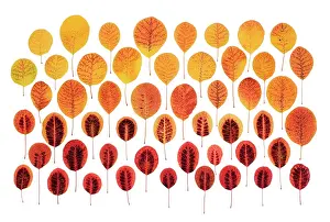 Smokebush: Smokebush