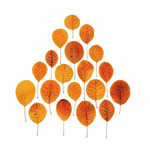 Smokebush: Smokebush