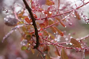 Smokebush: Smokebush