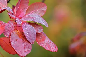 Smokebush: Smokebush
