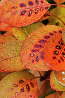 Toned: Smokebush