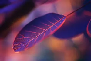 Sensational: Smokebush