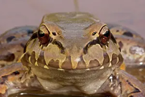 Smokey: Smoky Jungle Frog