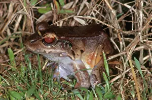 Leptodactylus: Smoky Jungle Frog