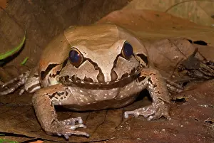 Leptodactylus: Smoky Jungle Frog