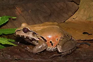 Leptodactylus: Smoky Jungle Frog