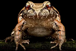 Glances: smoky jungle frog (Leptodactylus pentadactylus)