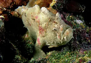 Auscape International: Smooth anglerfish