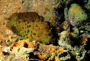 Angler: Smooth anglerfish - an unusual colour morph female