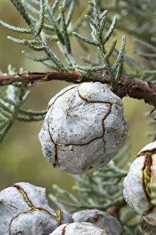 Smooth: Smooth Arizona cypress (Cupressus glabra). Syn.: