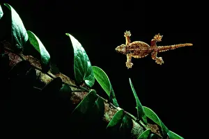 Ptychozoon: Smooth-backed / Gliding / Parachute / Flying Gecko