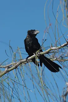 Crotophaga: Smooth-billed Ani