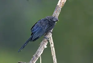 Ecuadoran: Smooth-billed Ani