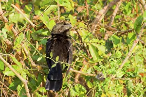 Crotophaga: Smooth-billed Ani