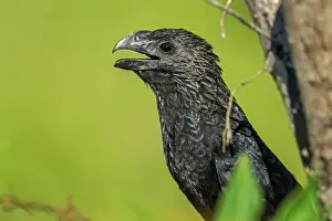 Anis: Smooth-billed Ani, Los Llanos, Colombia