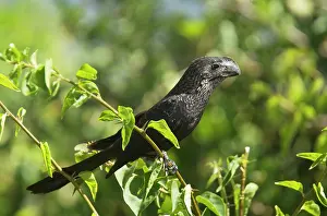 Trinidad: Smooth-billed Ani perched Trinidad