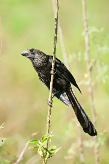Thin: Smooth-billed Ani perched on thin twig