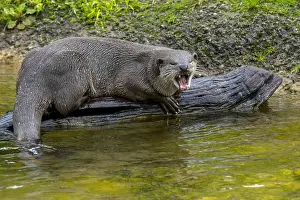 Coated: Smooth-coated otter (Lutrogale perspicillata) (Lutra