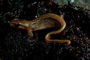Grows: Smooth or Common newt. Grows to about 10 cm or 4 ins