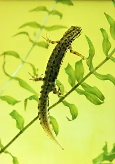 Heaths: Smooth / Common NEWT - male