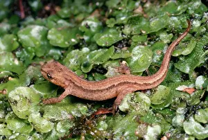 Heaths: Smooth / Common NEWT - young newt on liverwort