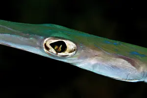 Commersonii: Smooth Cornetfish
