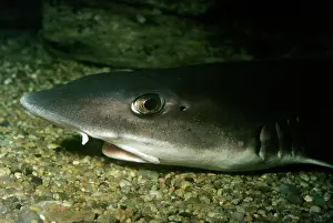 Dogfish: SMOOTH DOGFISH