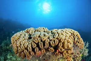 Jardines: Smooth flower coral (Eusmilia fastigiata) in the