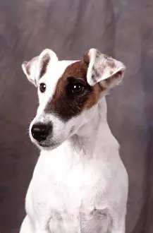 Smooth: Smooth Fox Terrier Hound DOG