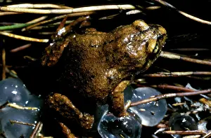 Froglets: Smooth froglet - with the large eggs that it lays